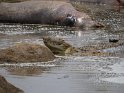 Krokodile bei einem verendeten Flusspferd