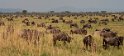 Gnu-Herde